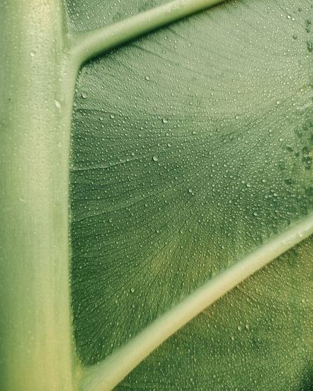 Close-up of green foliage
